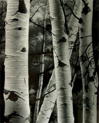 sandblasted trees by Ron Branch